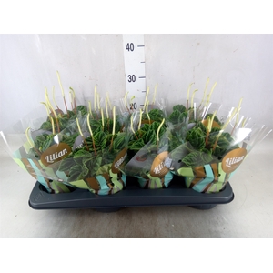 Peperomia caperata 'Lilian'
