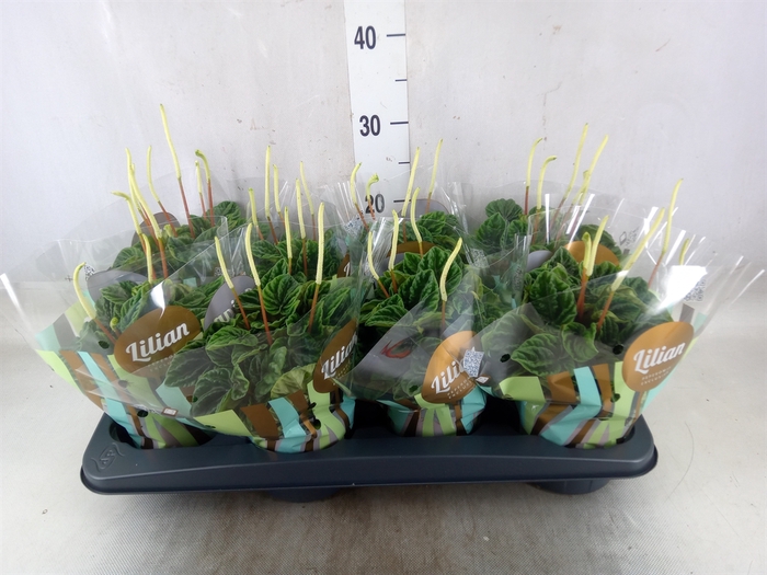 <h4>Peperomia caperata 'Lilian'</h4>
