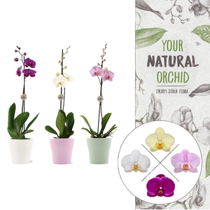 Your Natural Orchid | Mix in Anna mix keramiek | Phal. 1 spike