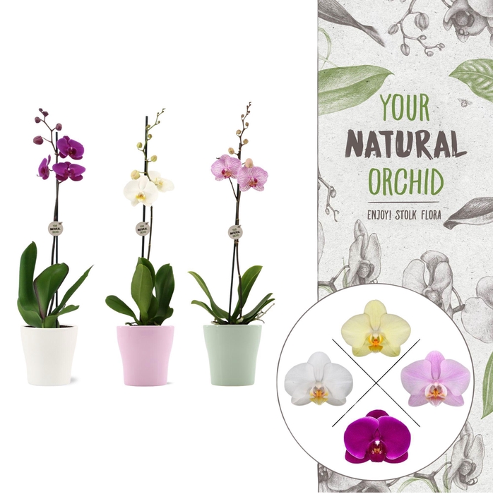 <h4>Your Natural Orchid | Mix in Anna mix keramiek | Phal. 1 spike</h4>