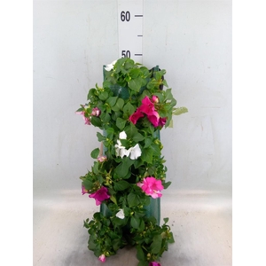 Perkplanten   ...sorted   [Bedding]