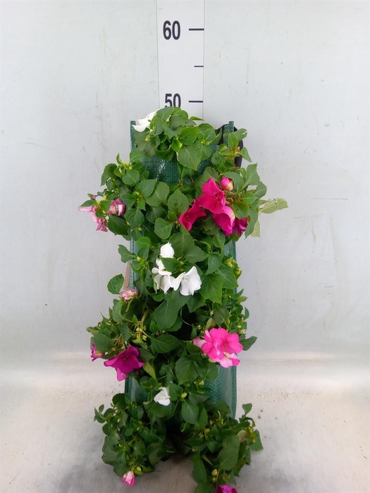 <h4>Perkplanten   ...sorted   [Bedding]</h4>