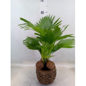 Livistona rotundifolia