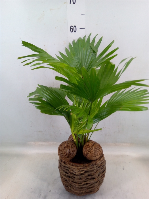 <h4>Livistona rotundifolia</h4>