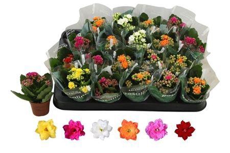 <h4>Kal Ge Ro Gem 6 Kl</h4>