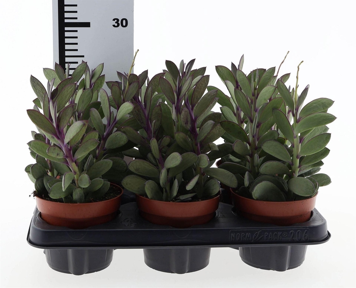 <h4>Senecio crassissimus</h4>