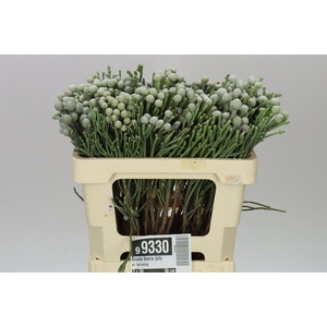 Kaaps Brunia Silver