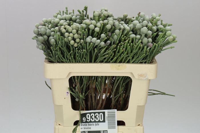 <h4>Kaaps Brunia Silver</h4>