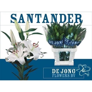 Li Or Santander