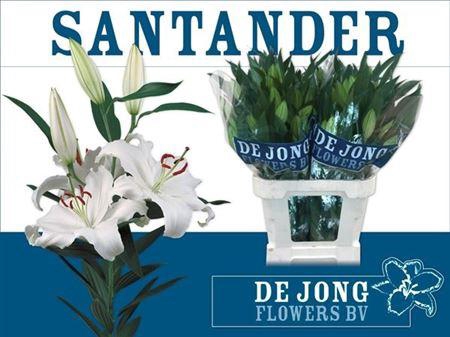 <h4>Li Or Santander</h4>