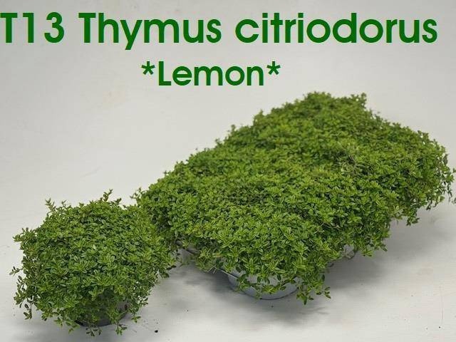 <h4>THYM CITRIODORUS</h4>