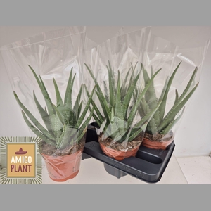 ALOE MISTRAL