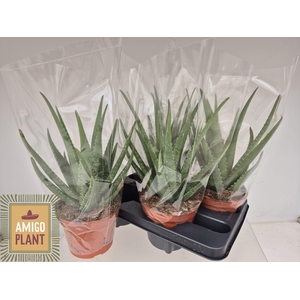 ALOE MISTRAL