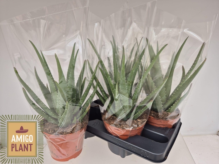 ALOE MISTRAL