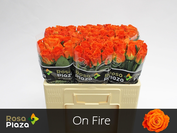 <h4>R GR ON FIRE</h4>