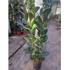 Ficus Elastica Robusta