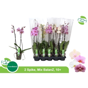 PHAL GEM