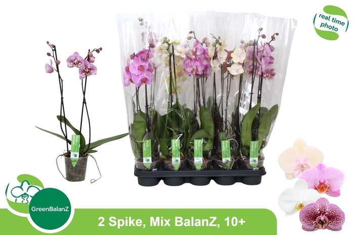 <h4>PHAL GEM</h4>