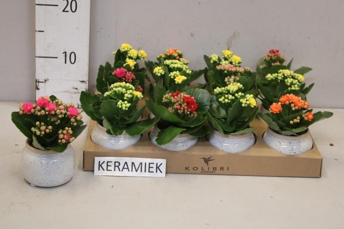 <h4>ARR KALANCHOE</h4>