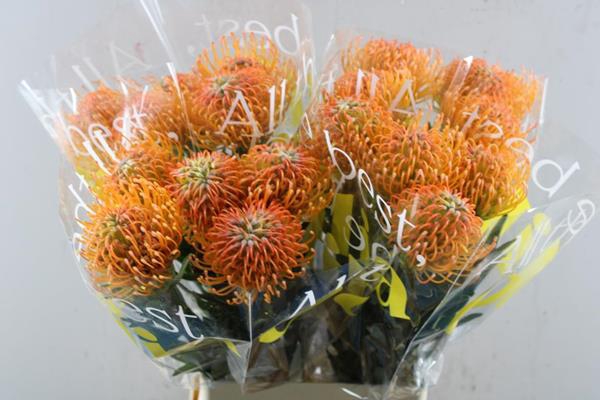 <h4>Leuco Ayoba Peach L 70</h4>