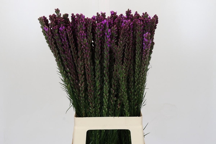 <h4>Liatris Callilepis</h4>