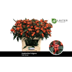 EUPH F T QUEEN ORANG