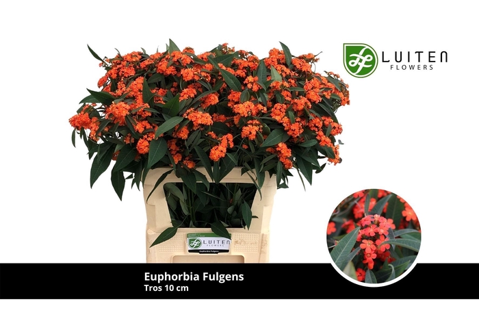 <h4>EUPH F T QUEEN ORANG</h4>