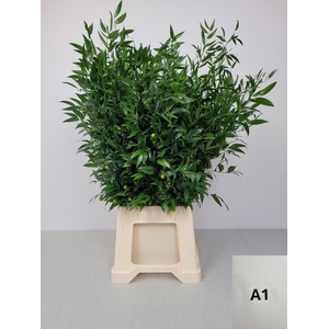 RUSCUS MIDDEL PB