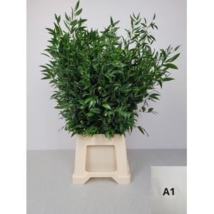 RUSCUS MIDDEL PB