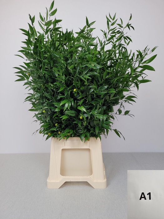 <h4>RUSCUS MIDDEL PB</h4>