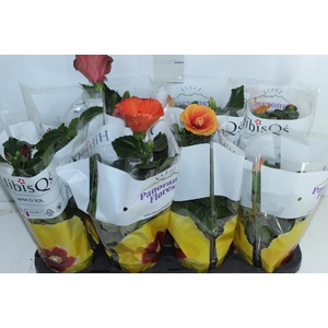 HIBISQS P15