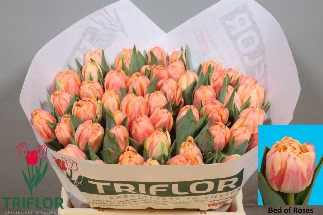 <h4>TU DU BED OF ROSES</h4>