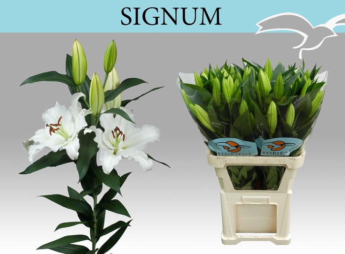 <h4>LI OR SIGNUM</h4>