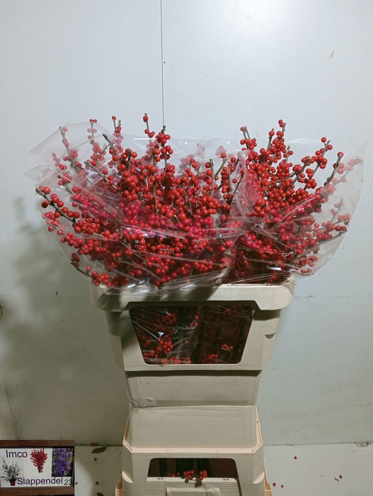 <h4>ILEX VE RODE BES</h4>