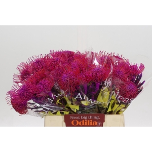 Nutans Painted Cerise