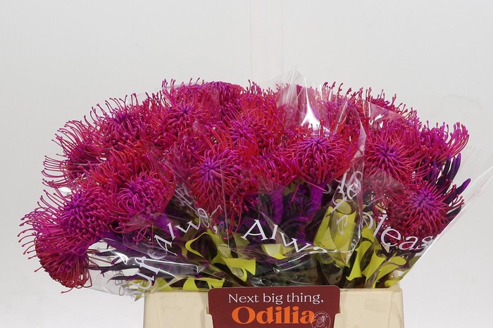 <h4>Nutans Painted Cerise</h4>