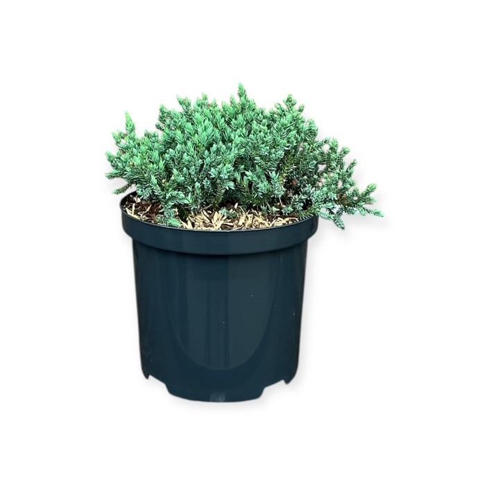 <h4>Juniperus s. 'Tropical Blue'</h4>