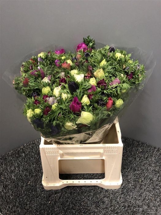 <h4>Anem Ex Mix Mix</h4>