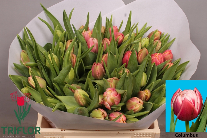 <h4>TU DU COLUMBUS</h4>