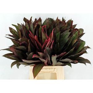 Cordyline Frut Royal Red Tops 52cm