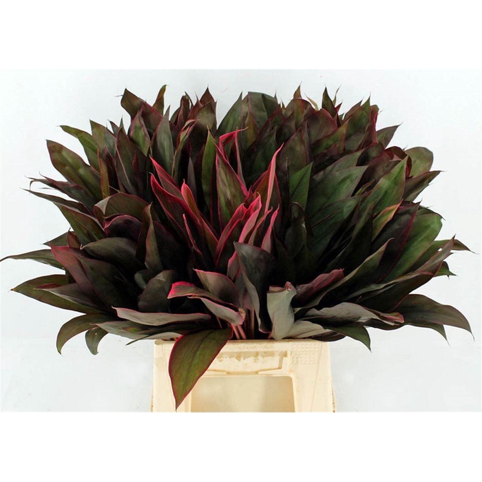 <h4>Cordyline Frut Royal Red 52cm</h4>