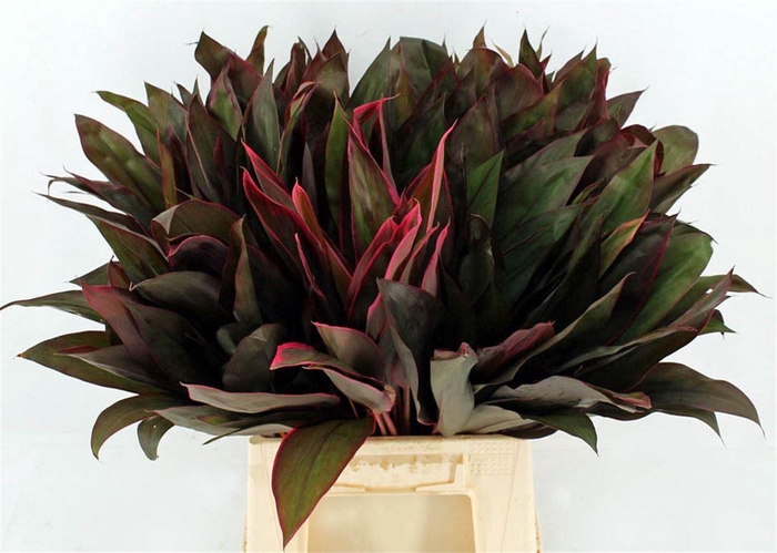 Cordyline Frut Royal Red 52cm