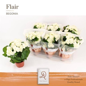 BEGONIA WHITE CLARA P14