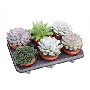 Echeveria   ...mix