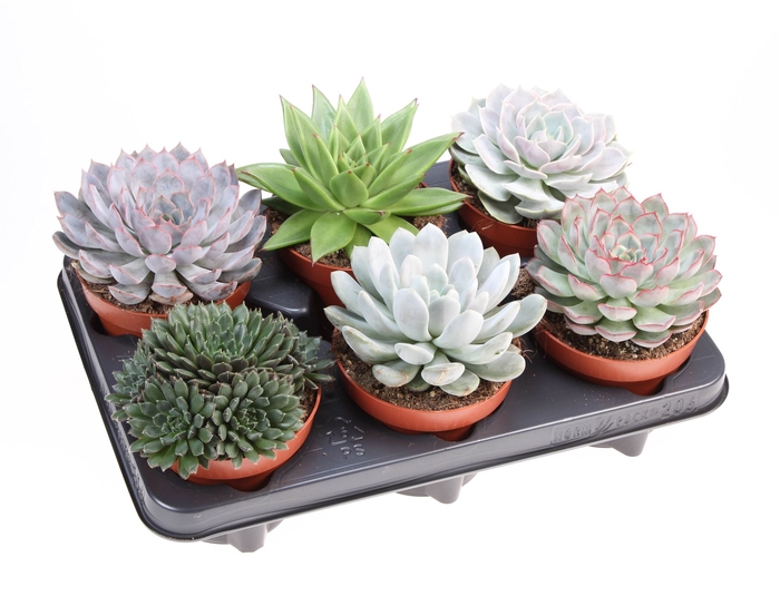<h4>Echeveria   ...mix</h4>