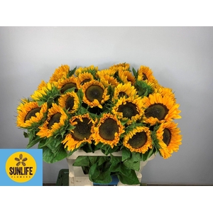 HELIANTHUS AN. 'SUNRICH PROVENCE'