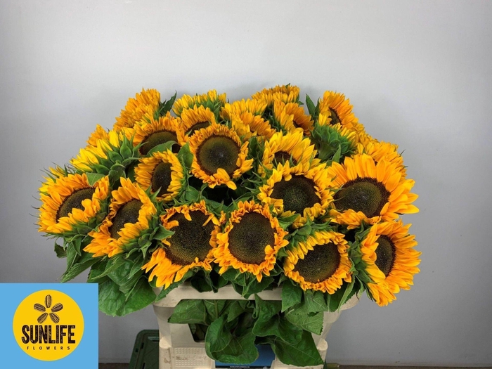 <h4>HELIANTHUS AN. 'SUNRICH PROVENCE'</h4>