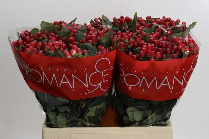 <h4>HYP TRUE ROMANCE</h4>