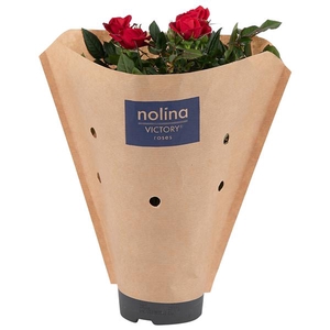 Rosa Victory Red Paper Sleeve