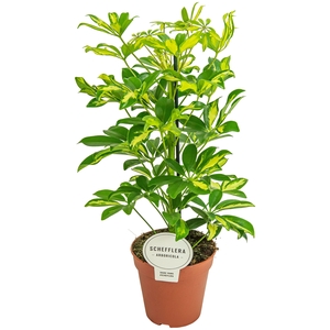 Schefflera Gerda